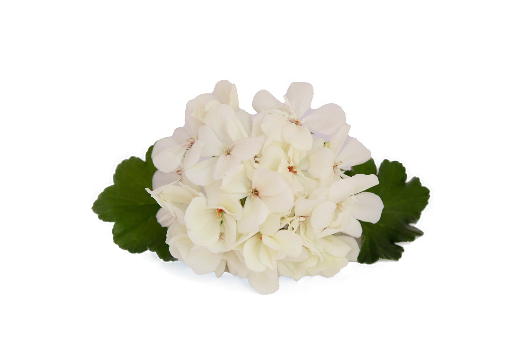 008 AMAZÔNIA KANIDÉ Yellow Cream - Lazzeri