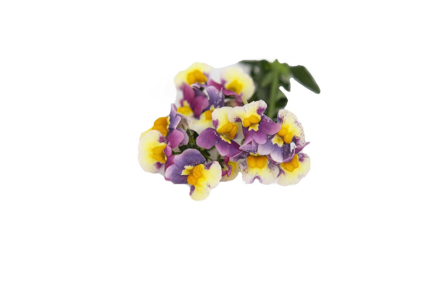 373 PAMPA Bicolor Dark Pink e Yellow - Lazzeri