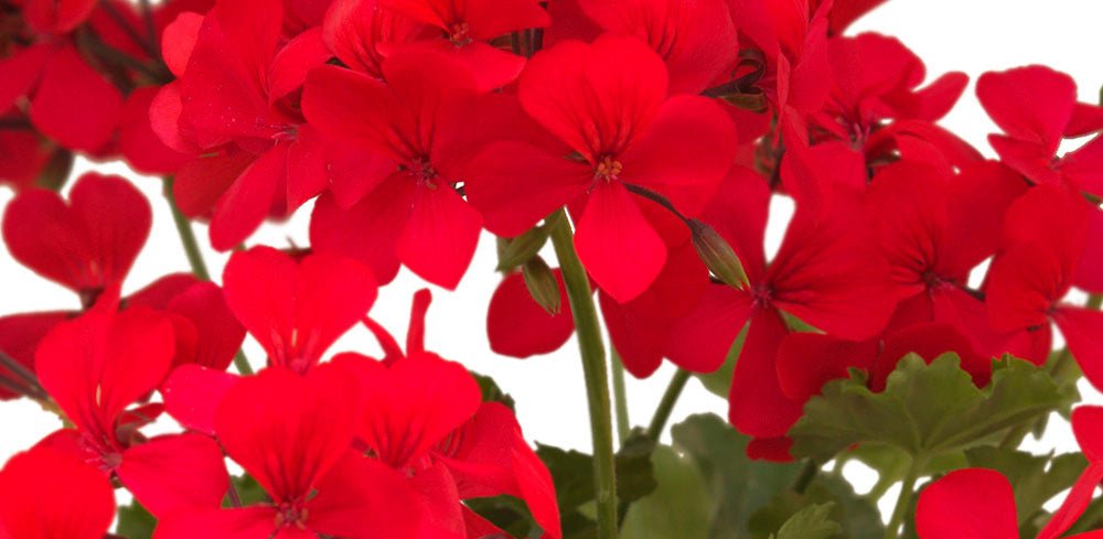 AMAZÔNIA - PELARGONIUM INTERSPECIFIC - Lazzeri