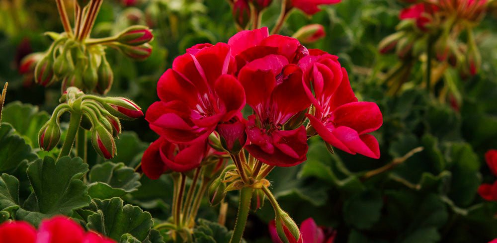 COPACABANA-PELARGONIUM ZONALE - Lazzeri