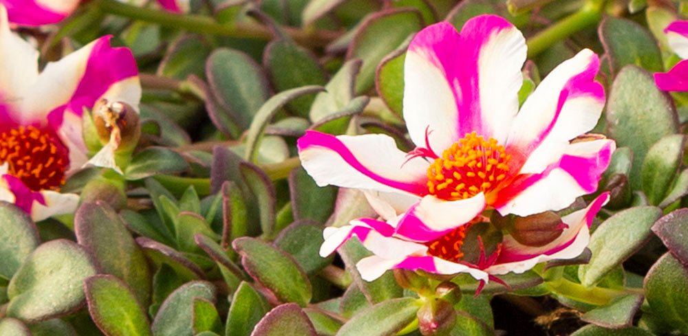 IPANEMA-PORTULACA - Lazzeri