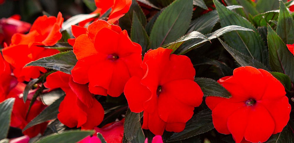 SAMBA - IMPATIENS - Lazzeri