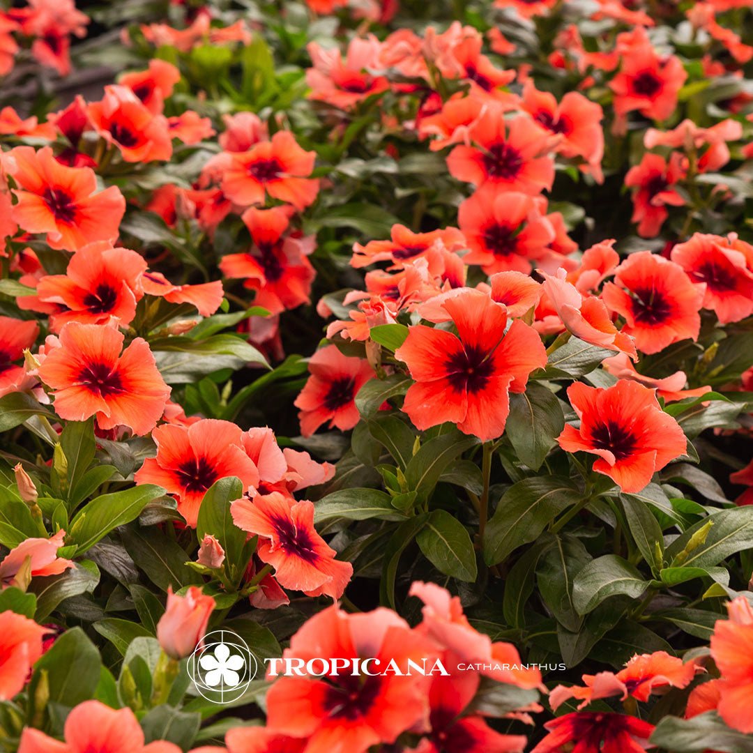 TROPICANA - CATHARANTHUS - Lazzeri