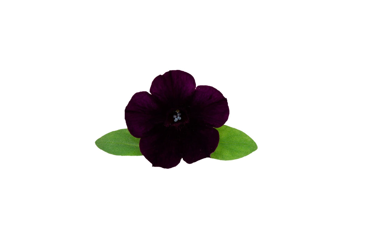 707 AQUARELA SMALL Dark Purple - Lazzeri